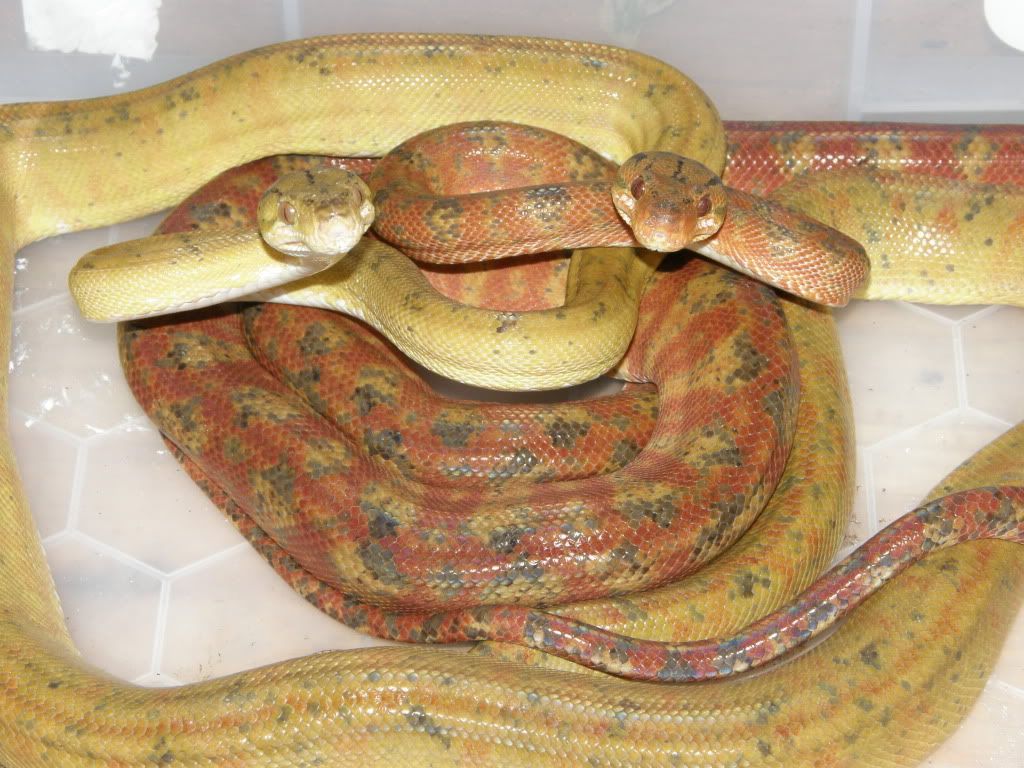 anacondas and tree boas Reptile Forums